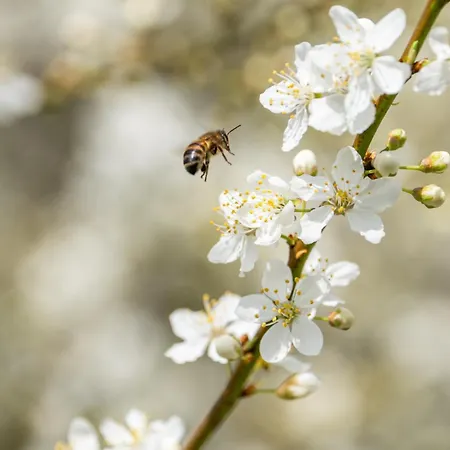 La Roche D'anjou Saint-Mathurin (Maine-et-Loire)