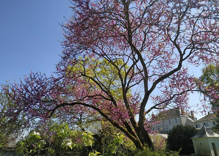La Roche D'anjou Maison d'hôtes Saint-Mathurin (Maine-et-Loire)