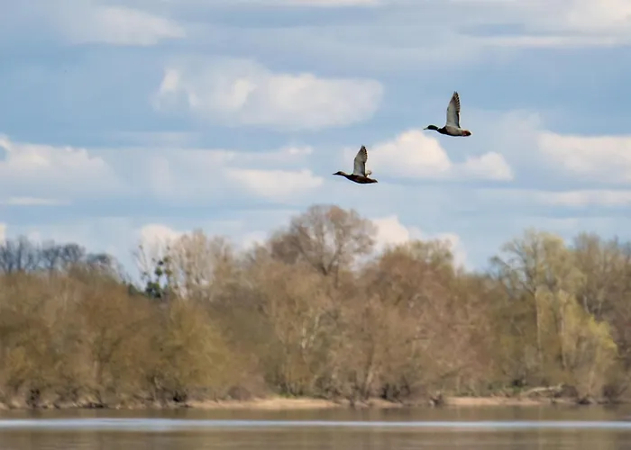 La Roche D'anjou Gasthof *
