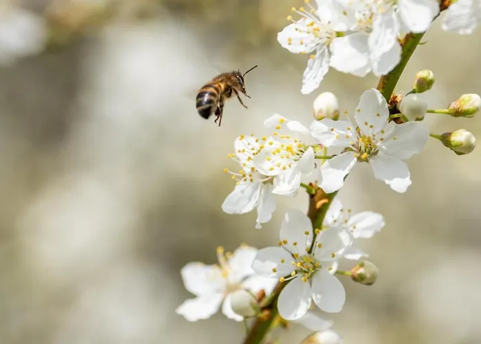 La Roche D'anjou Saint-Mathurin (Maine-et-Loire)
