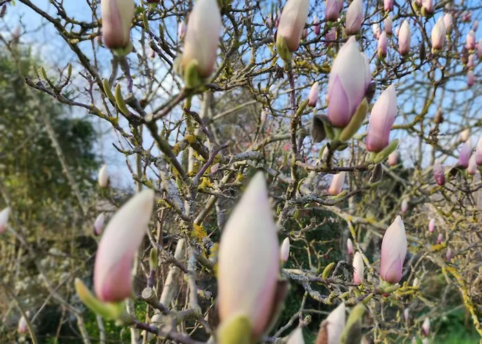 Maison d'hôtes La Roche D'anjou